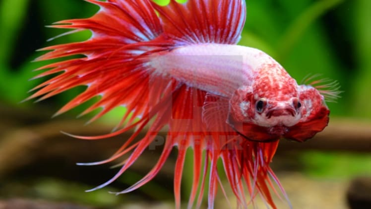 The Best Food for your betta fish: What to feed them?